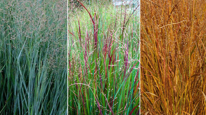 Panicum virgatum "Heavy Metal" - Gradina Noastra