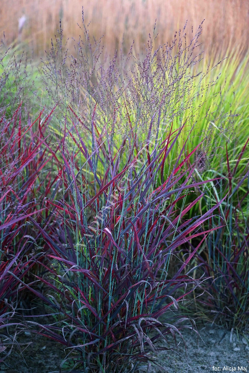 Panicum virgatum "Hot Rod" - Gradina Noastra