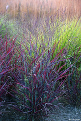 Panicum virgatum "Hot Rod" - Gradina Noastra