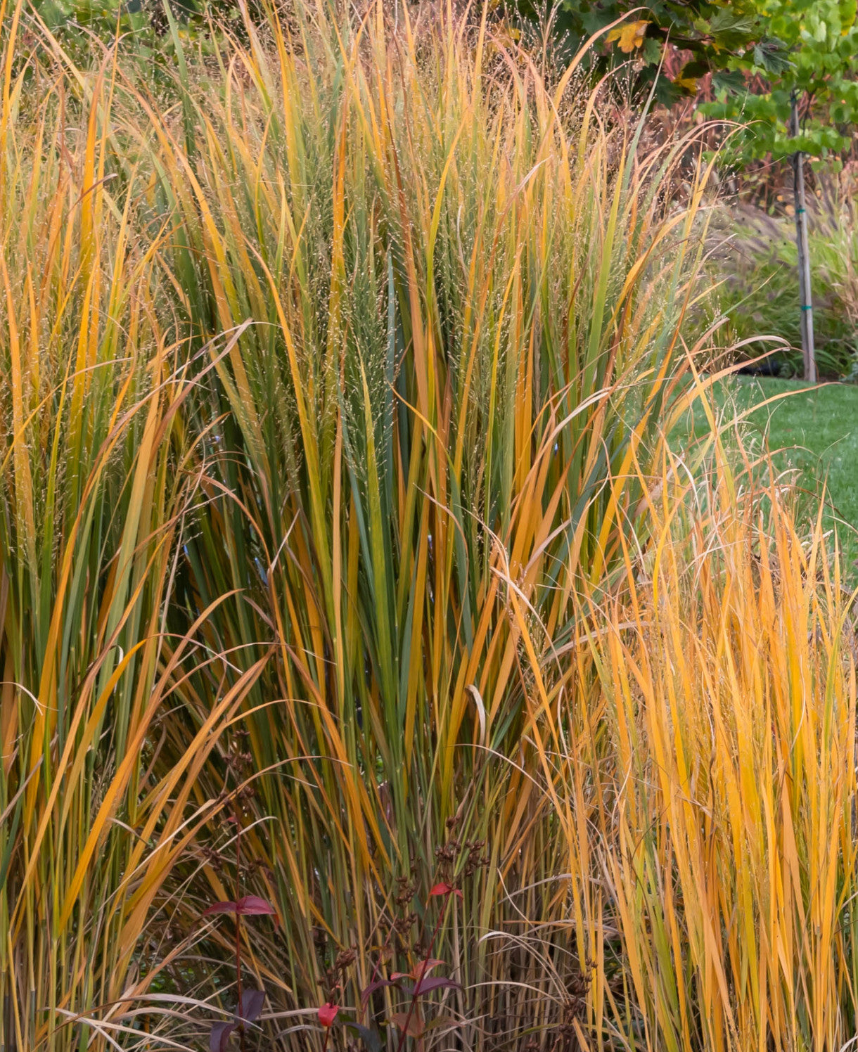 Panicum virgatum "North Wind" - Gradina Noastra