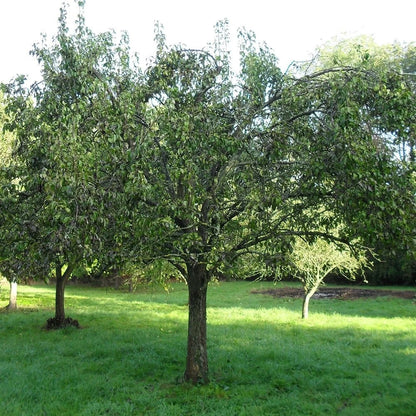 Par „Conference” / Pyrus communis „Conference”  /