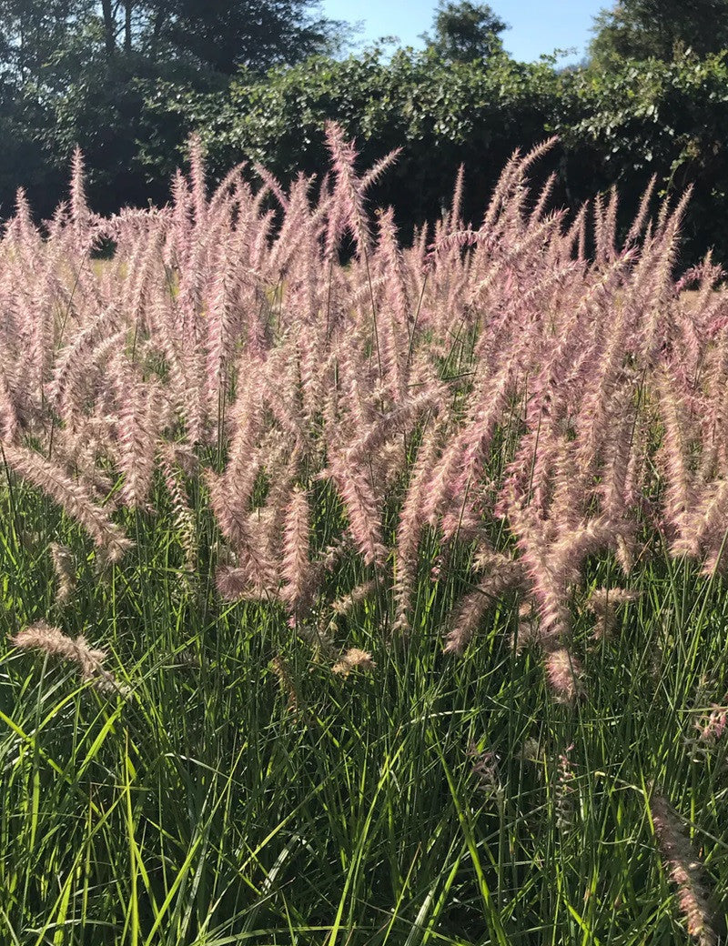 Pennisetum orientale "Karley Rose" - Gradina Noastra