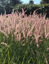 Pennisetum orientale "Karley Rose" - Gradina Noastra