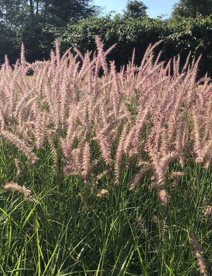 Pennisetum orientale "Karley Rose" - Gradina Noastra