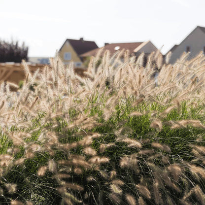 Pennisetum alopecuroides "Compressum"