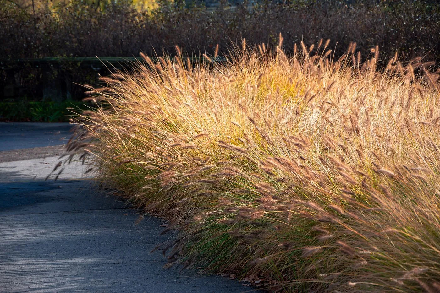 Pennisetum alopecuroides "Little Bunny"
