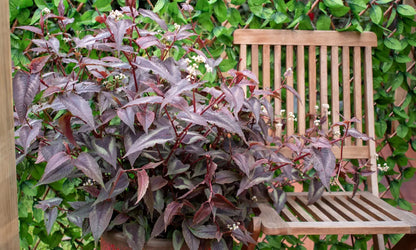 Persicaria microcephala "Red Dragon"