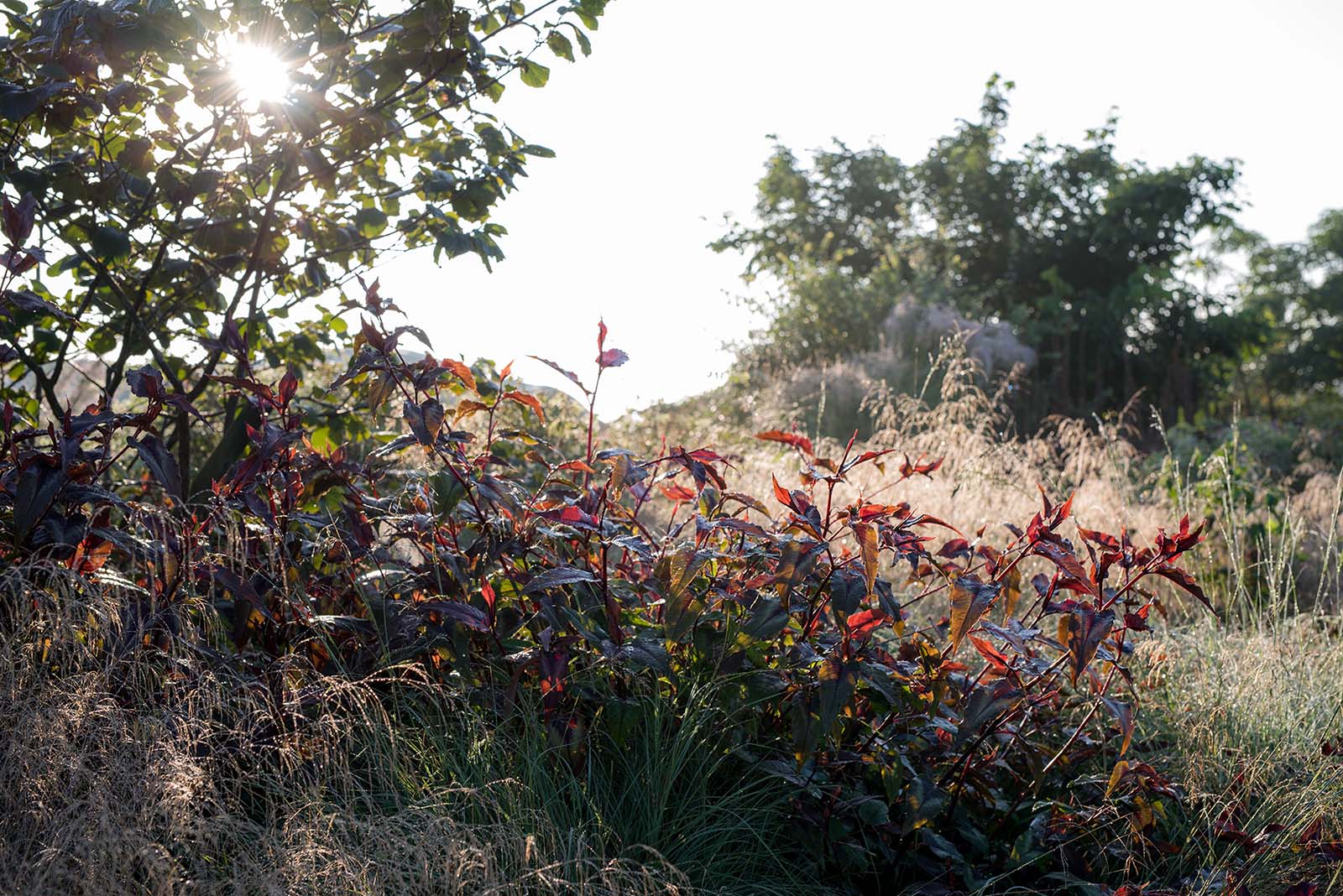 Persicaria microcephala "Red Dragon"
