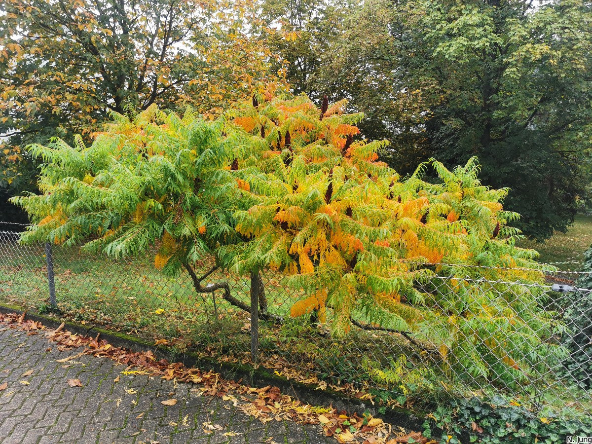 Otetar rosu "Dissecta" / Rhus typhina "Dissecta" /