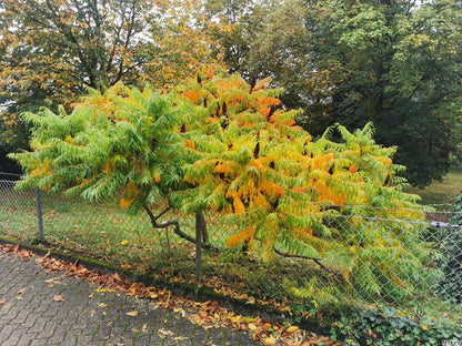 Otetar rosu "Dissecta" / Rhus typhina "Dissecta" /
