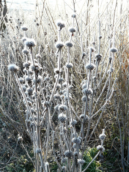 Phlomis tuberosa - Gradina Noastra