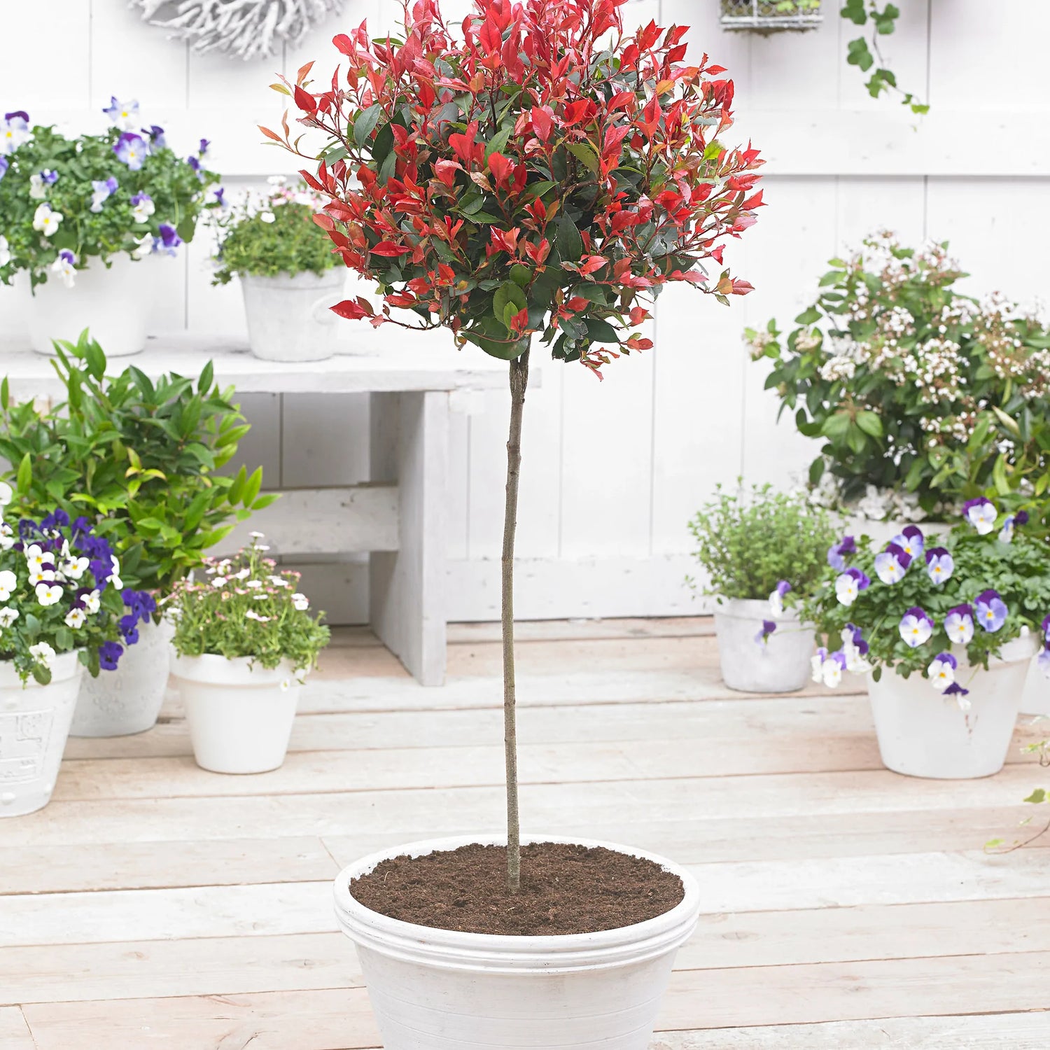 Photinia "Red Robin" pomisor /  Photinia serrulata "Red Robin" /