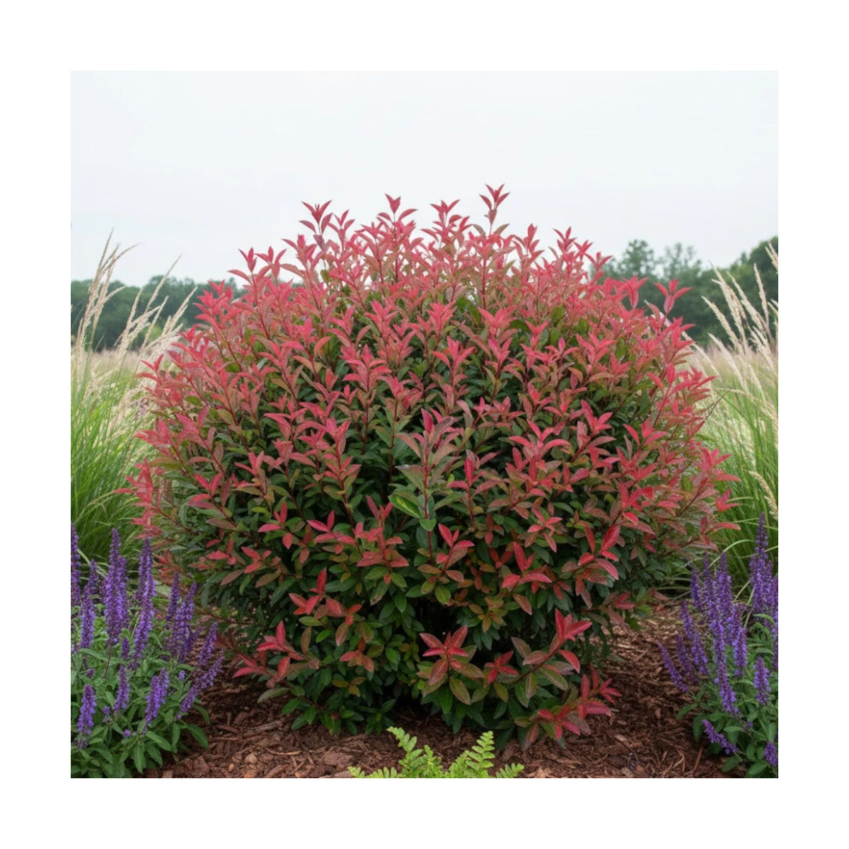 Photinia "Red Robin" minge / Photinia serulata "Red Robin"/ - Gradina Noastra