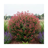 Photinia "Red Robin" minge / Photinia serulata "Red Robin"/ - Gradina Noastra