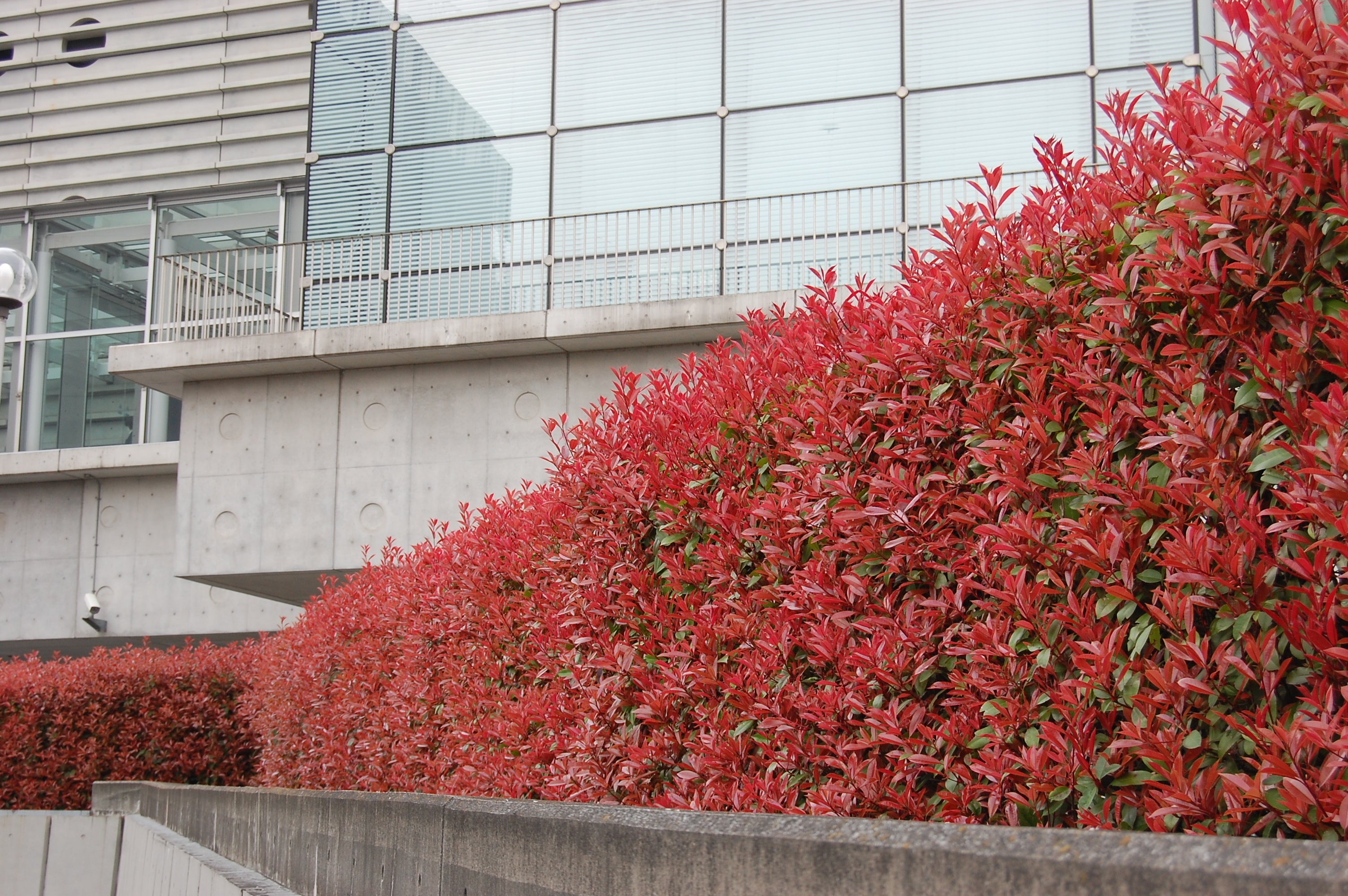 Photinia Carre Rouge Gard Viu|Arbusti - Photinia Promo – Gradina