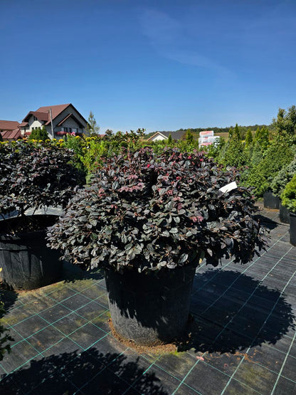 Loropetalum chinense Black Pearl minge / Loropetalum chinense "Black Pearl" /
