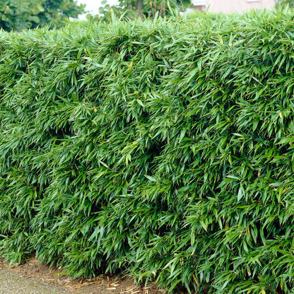 Bambus vesnic verde / Phillostachys bissetii  /