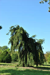 Molid "Inversa" / Picea abies &