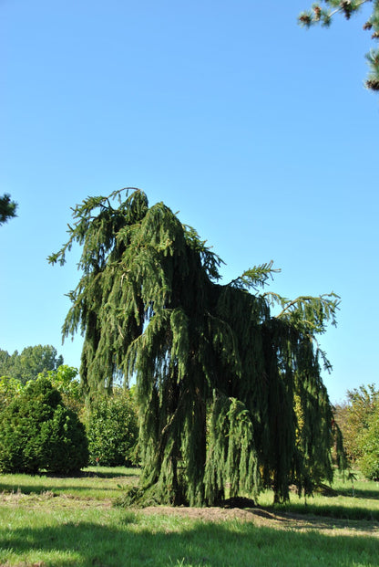 Molid "Inversa" / Picea abies &