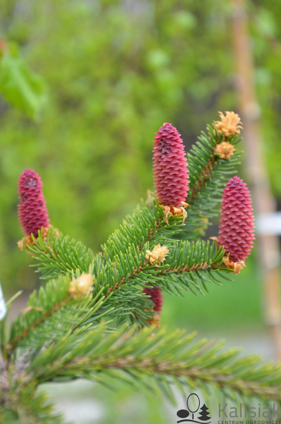 Molid "Inversa" / Picea abies &