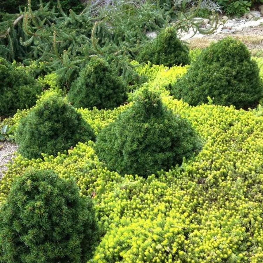 Molid norvegian &quot;Tompa &quot; / Picea abies &