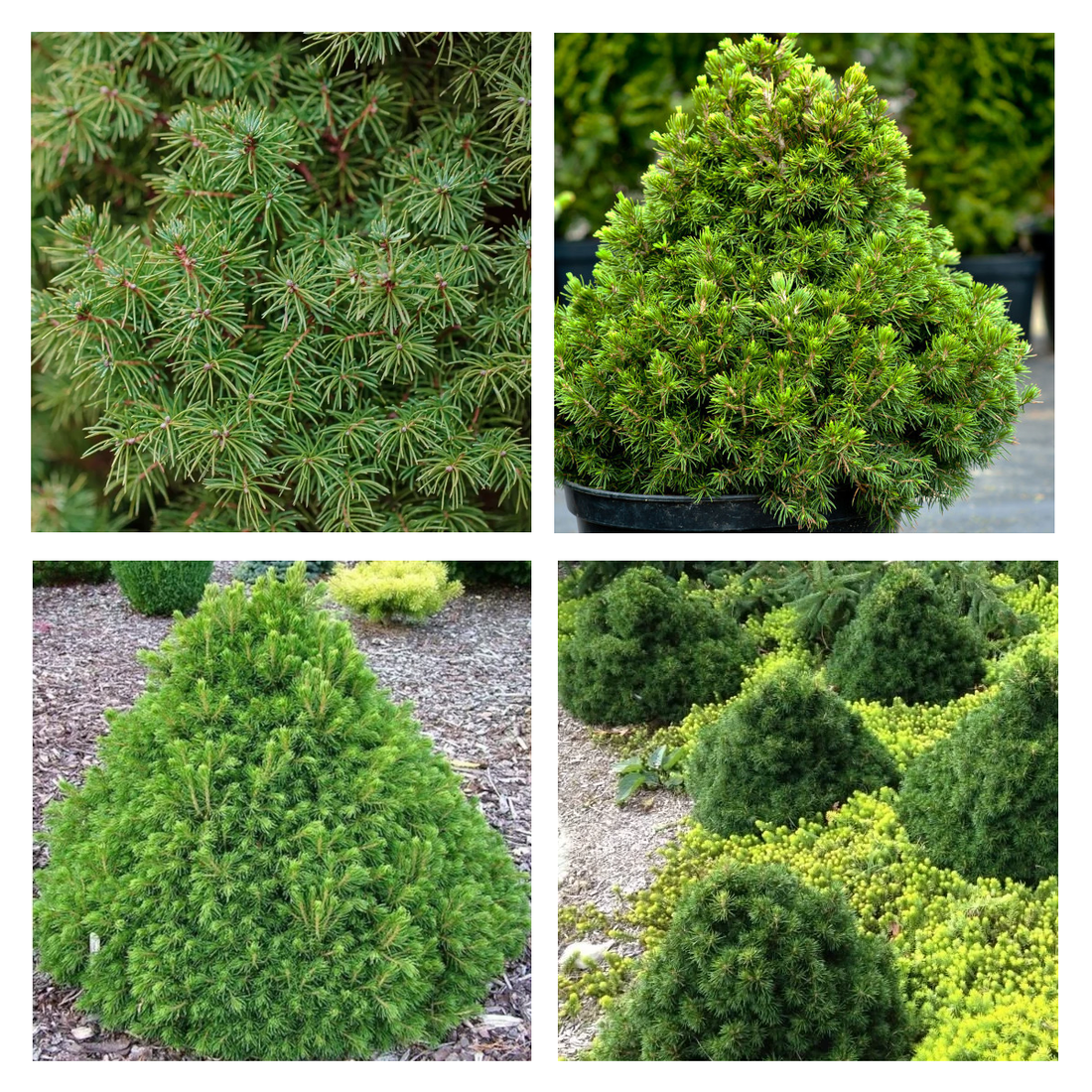 Molid norvegian "Tompa " / Picea abies &