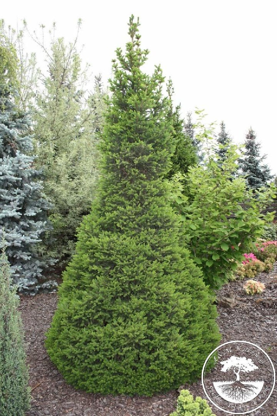 Molid "Wills Zwerg" 0.80 - 1.20 m / Picea abies "Wills Zwerg"/ by gradina-noastra