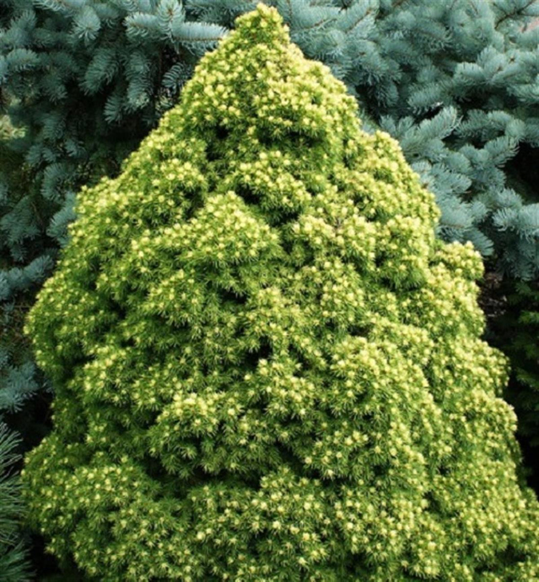 Molid alb "Rainbow’s End" 0.40 - 0.50 m / Picea glauca "Rainbow’s End"/ by gradina-noastra