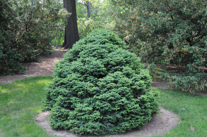 Molid sarbesc "Nana" / Picea omorika "Nana" / - Gradina Noastra