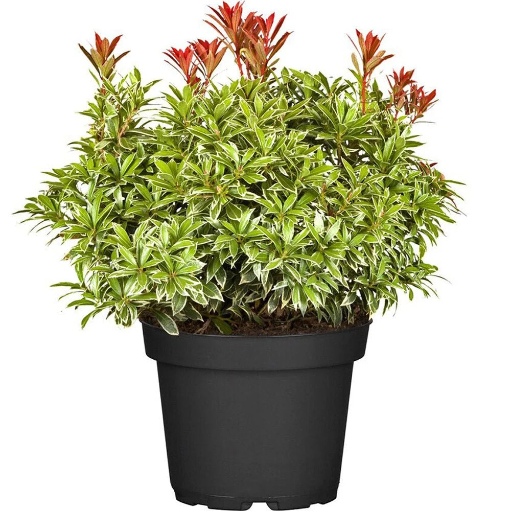 Andromeda japoneza mix/pret pe buc /Pieris japonica Flaming Silver/Pieris japonica Bonfire/Pieris japonica Sinfonia/Pieris japonica Mountain Fire/Pieris japonica Prelude/