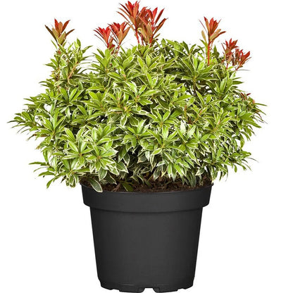 Andromeda japoneza mix/pret pe buc /Pieris japonica Flaming Silver/Pieris japonica Bonfire/Pieris japonica Sinfonia/Pieris japonica Mountain Fire/Pieris japonica Prelude/
