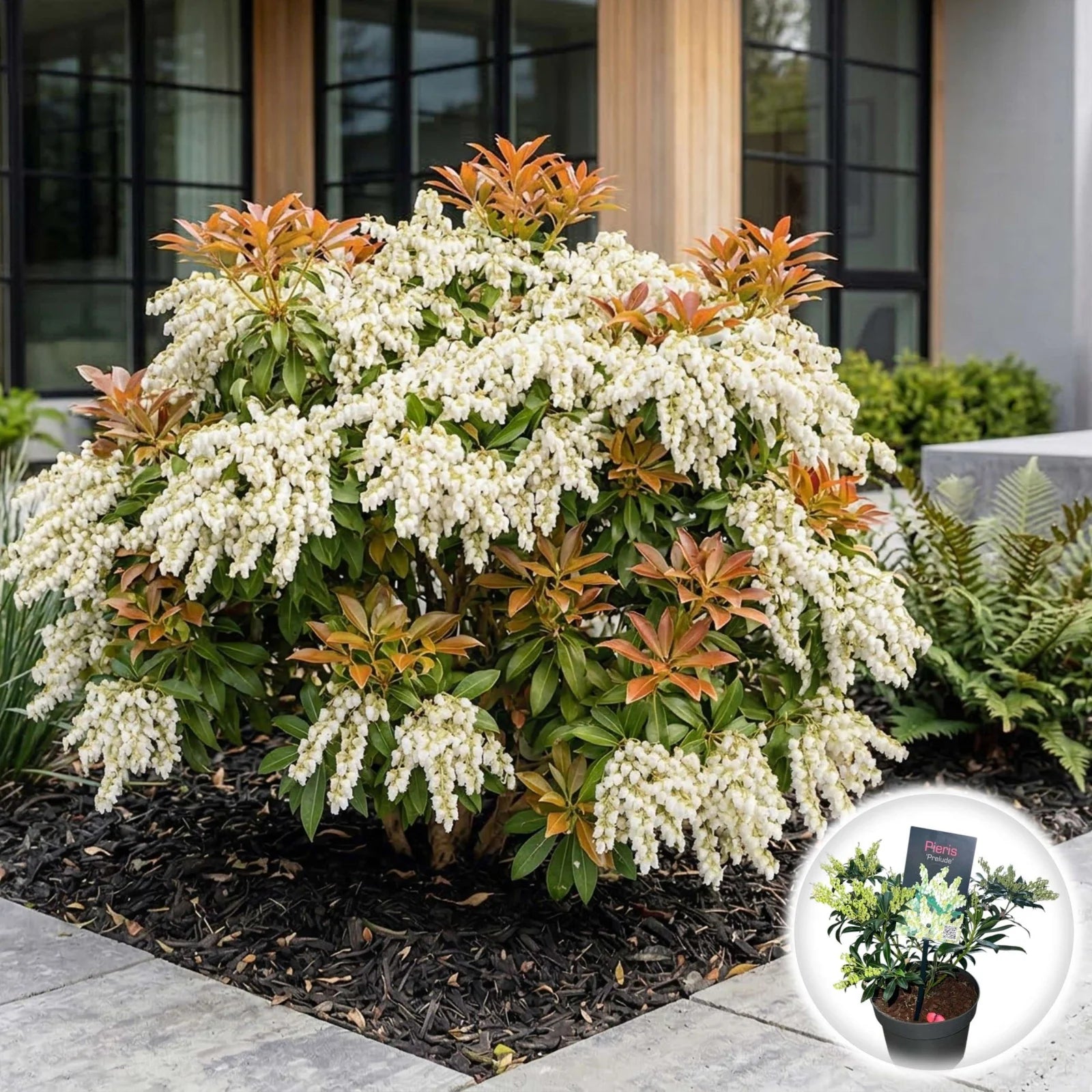 Andromeda japoneza vas 7.5 L mix/pret pe buc  / Pieris "Flaming Silver"/ Pieris japonica "Prelude"/Pieris japonica "Mountain Fire"/