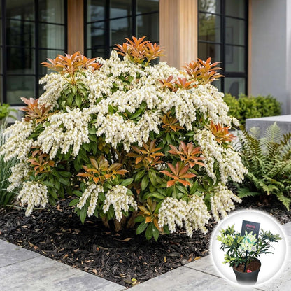 Andromeda japoneza vas 7.5 L mix/pret pe buc  / Pieris "Flaming Silver"/ Pieris japonica "Prelude"/Pieris japonica "Mountain Fire"/