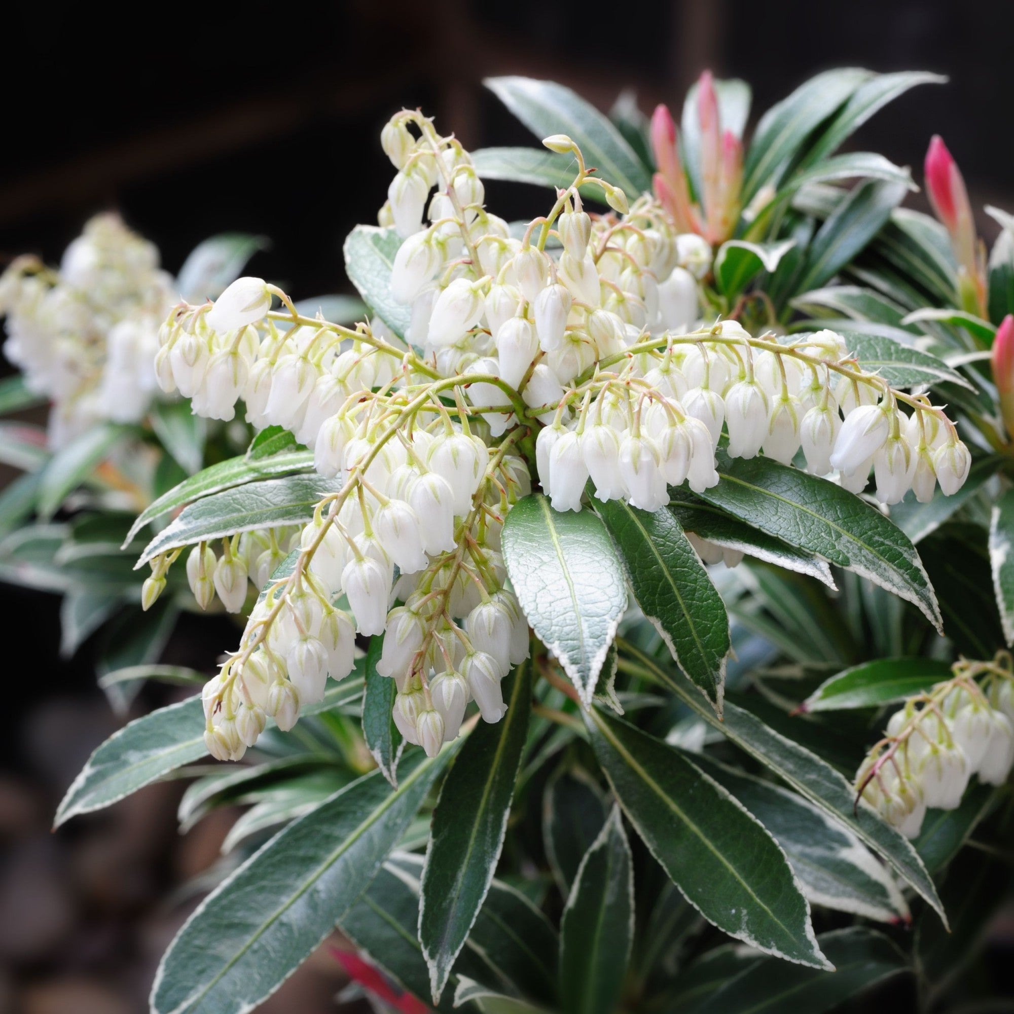 Andromeda japoneza "Flaming Silver" / Pieris "Flaming Silver"/