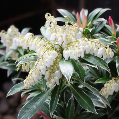 Andromeda japoneza "Flaming Silver" / Pieris "Flaming Silver"/