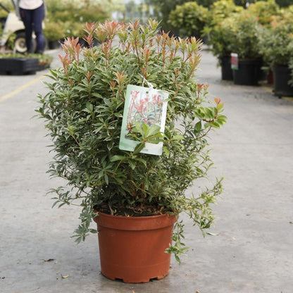 Andromeda japoneza vas 7.5 L mix/pret pe buc  / Pieris "Flaming Silver"/ Pieris japonica "Prelude"/Pieris japonica "Mountain Fire"/