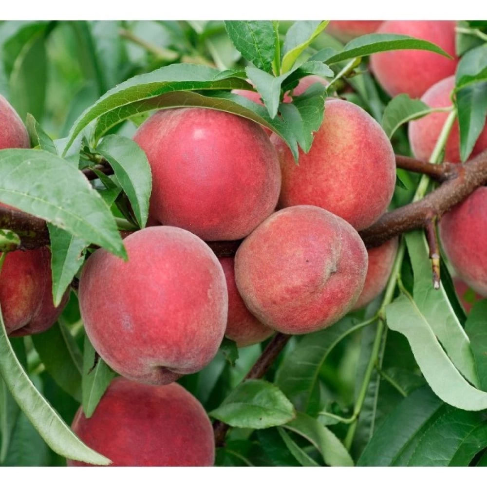 Piersic "Redhaven" 1.80 - 2.30 m / Prunus persica „Redhaven” / by gradina-noastra