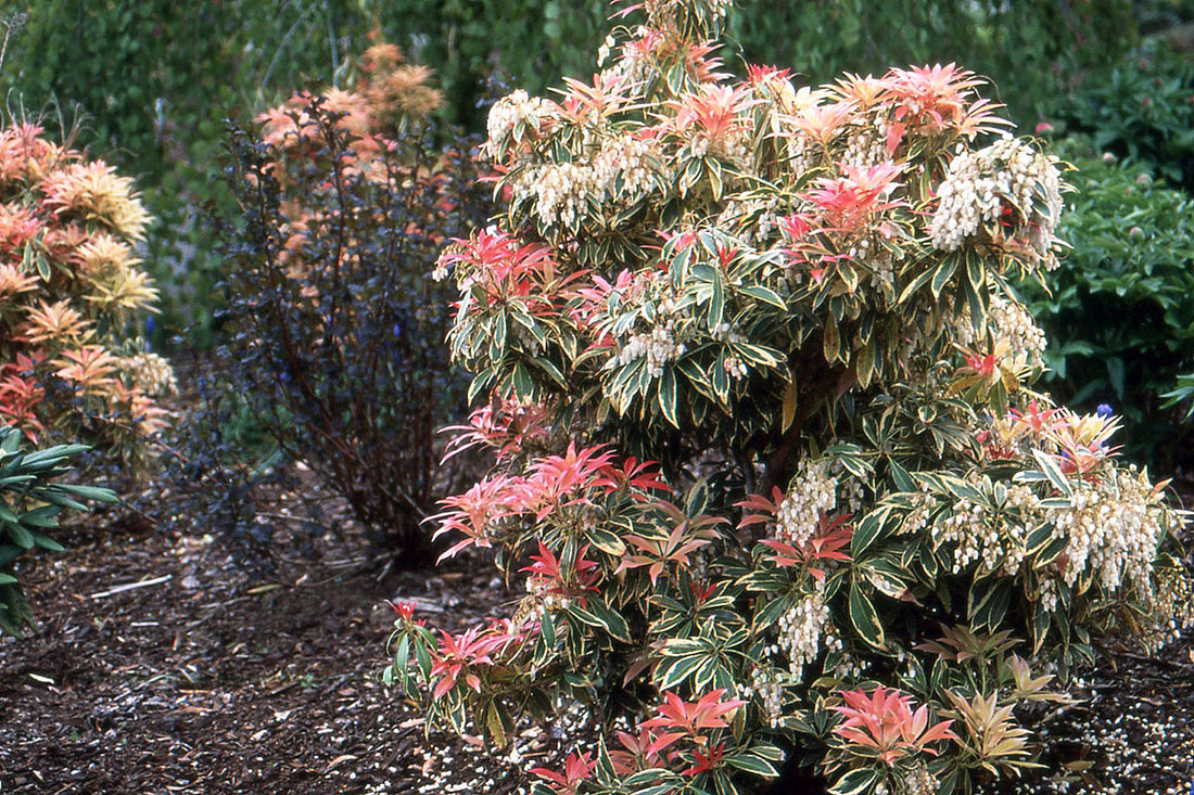 Andromeda japoneza &quot;Flaming Silver&quot; / Pieris &quot;Flaming Silver&quot;/