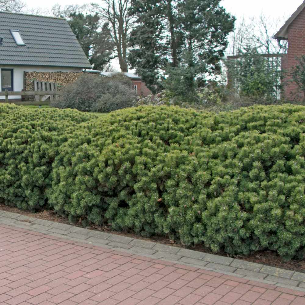 Pin pitic "Mughus" / Pinus mugo "Mughus" / - Gradina Noastra