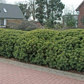 Pin pitic "Mughus"  / Pinus mugo "Mughus" / - Gradina Noastra