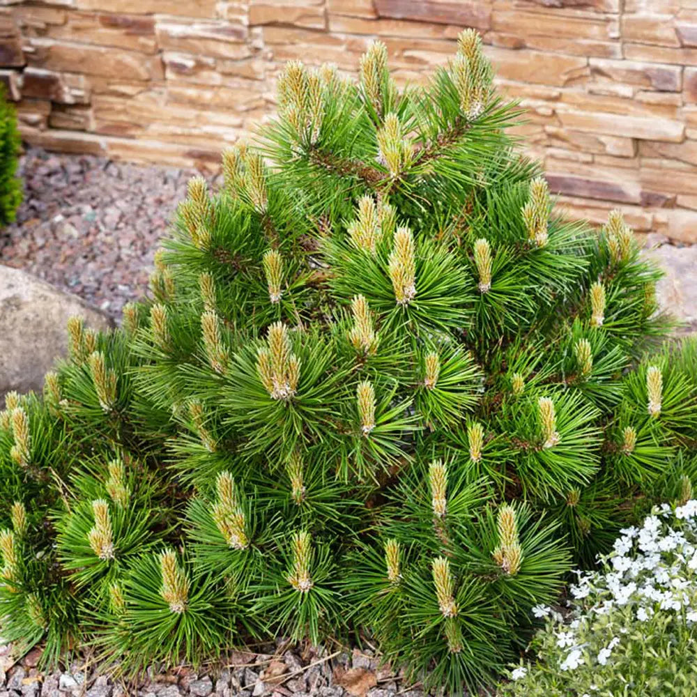 Pin pitic &quot;Mughus&quot;  / Pinus mugo &quot;Mughus&quot; / - Gradina Noastra