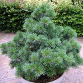Pin strob "Minima"/ Pinus strobus "Minima" - Gradina Noastra