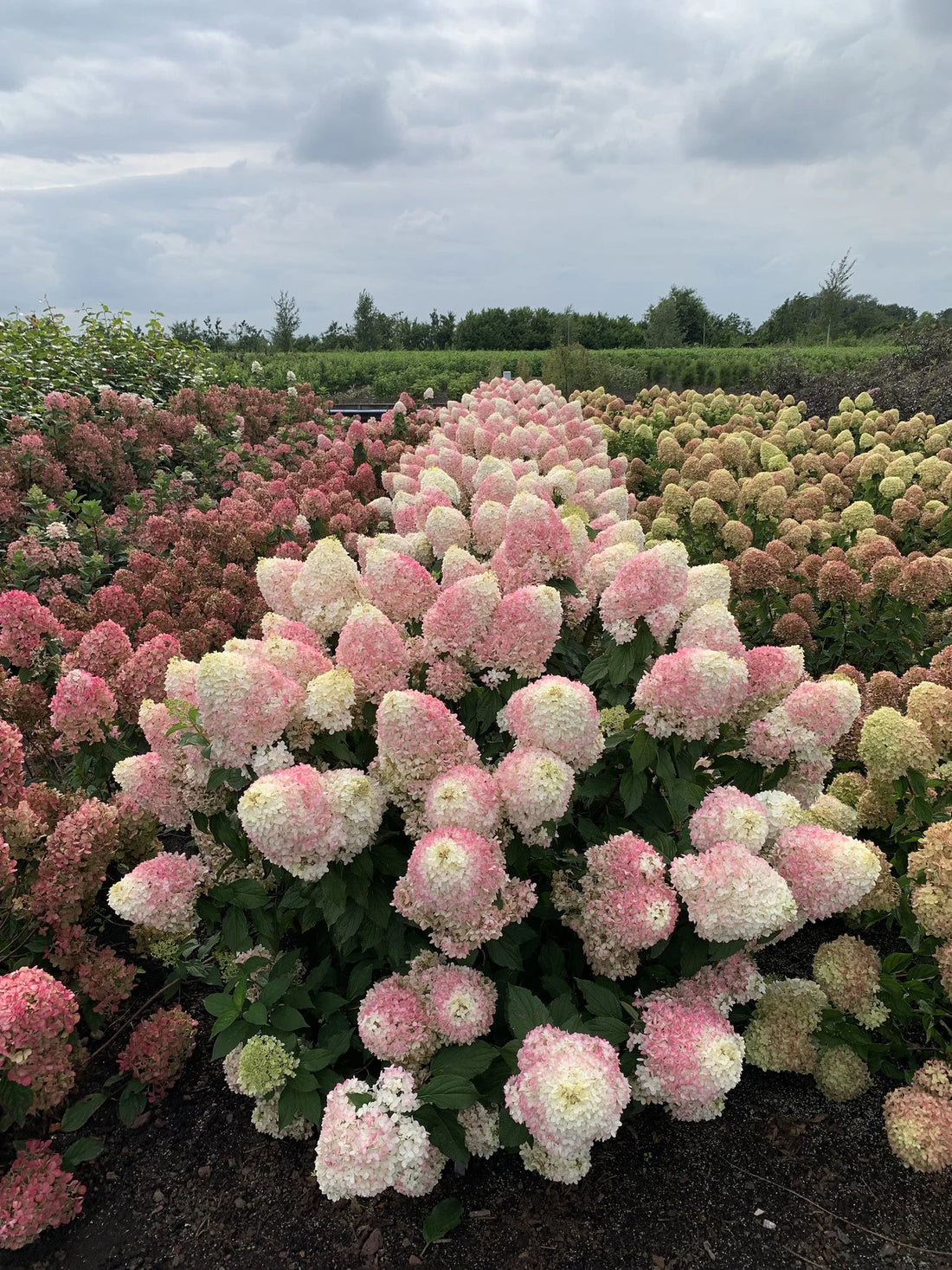 Hortensia paniculata &quot;Pinkachu&quot; / Hydrangea paniculata &quot;Pinkachu&quot; /
