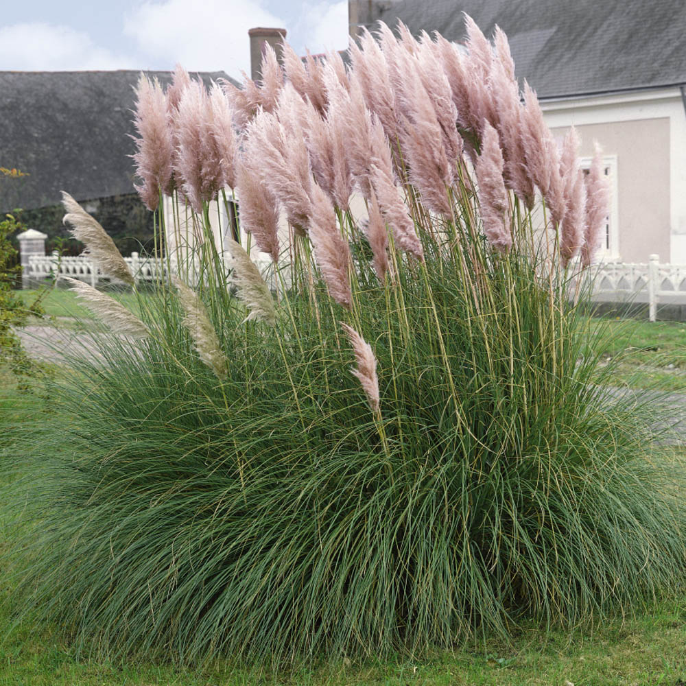 Iarba de pampas roz „Pink Feather ” /Cortaderia sellona „Pink Feather”/