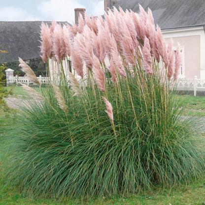Iarba de pampas roz „Pink Feather ” /Cortaderia sellona „Pink Feather”/