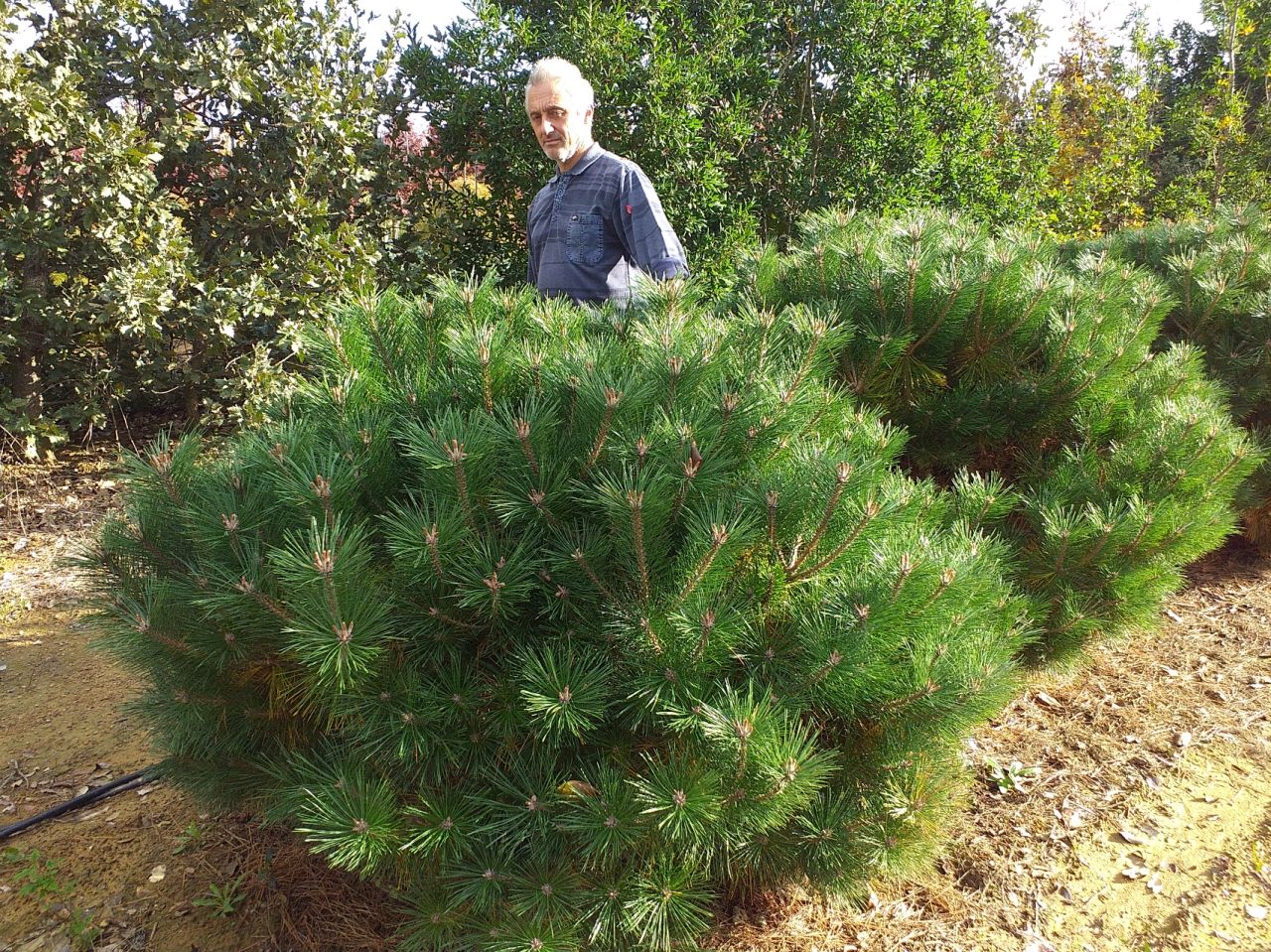 Pin negru "Pierrick Bregeon" pomisor / Pinus nigra "Pierrick Bregeon" / - Gradina Noastra