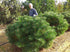 Pin negru "Pierrick Bregeon" pomisor / Pinus nigra "Pierrick Bregeon" / - Gradina Noastra