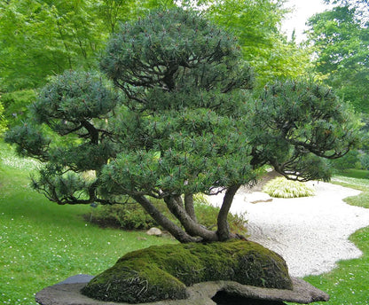 Pin Pitic Pumilio  /"Pinus Mugo Pumilio"/