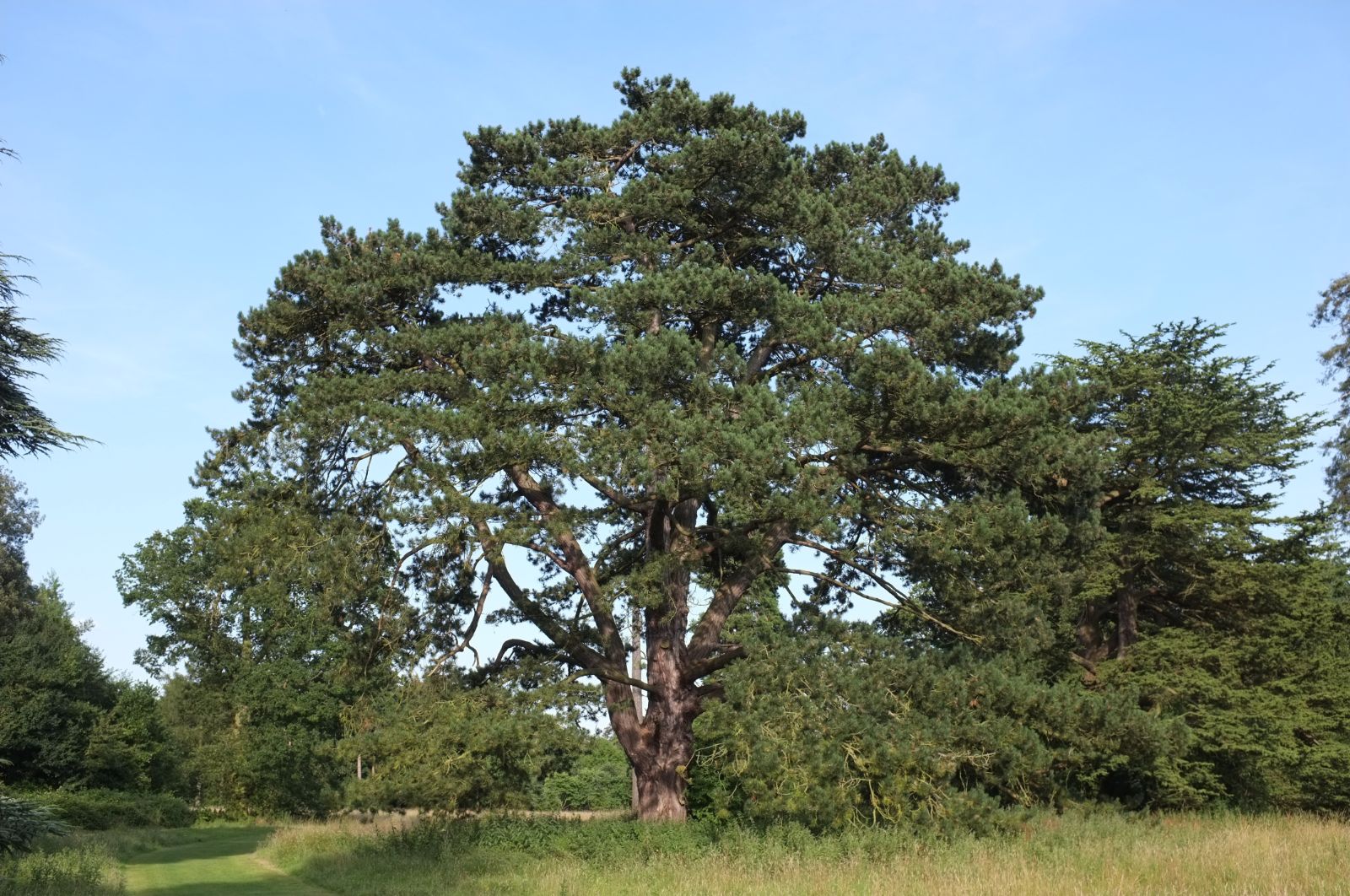 Austrian black pine tree 3.50 - 4.00 m / Pinus nigra austriaca /