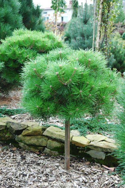 Pin negru "Pierrick Bregeon" pomisor / Pinus nigra "Pierrick Bregeon" / - Gradina Noastra